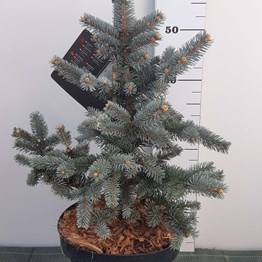 PICEA PUNGENS KOSTER